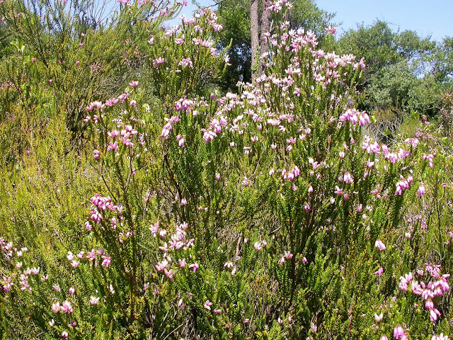 Erica terminalis Erica terminalis
