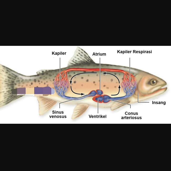 Fish Circulatory System (Equipped with Pictures) - SMPN 1 Bungkal