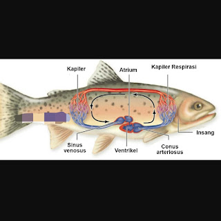 Fish Circulatory System (Equipped with Pictures) - SMPN 1 Bungkal