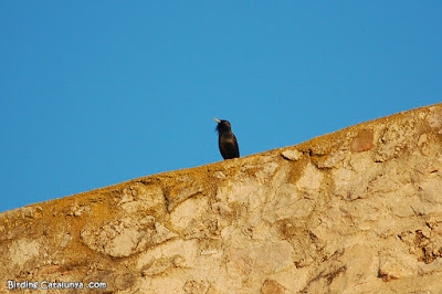 Estornell negre (Sturnus unicolor)