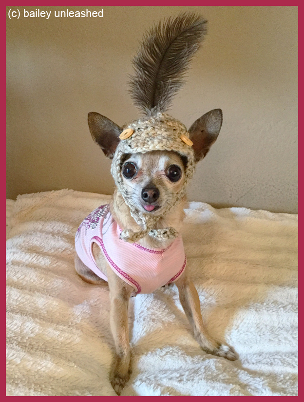 bailey unleashed stuck a feather in her cap and called it macaroni