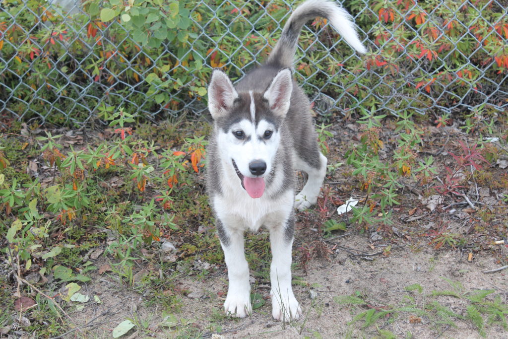 Everything about your Labrador Husky LUV My dogs