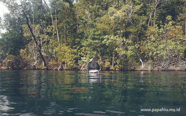 Snorkeling di Stingless Jellyfish Mariona Togean ubur-ubur-tidak-menyengat-danau-mariona