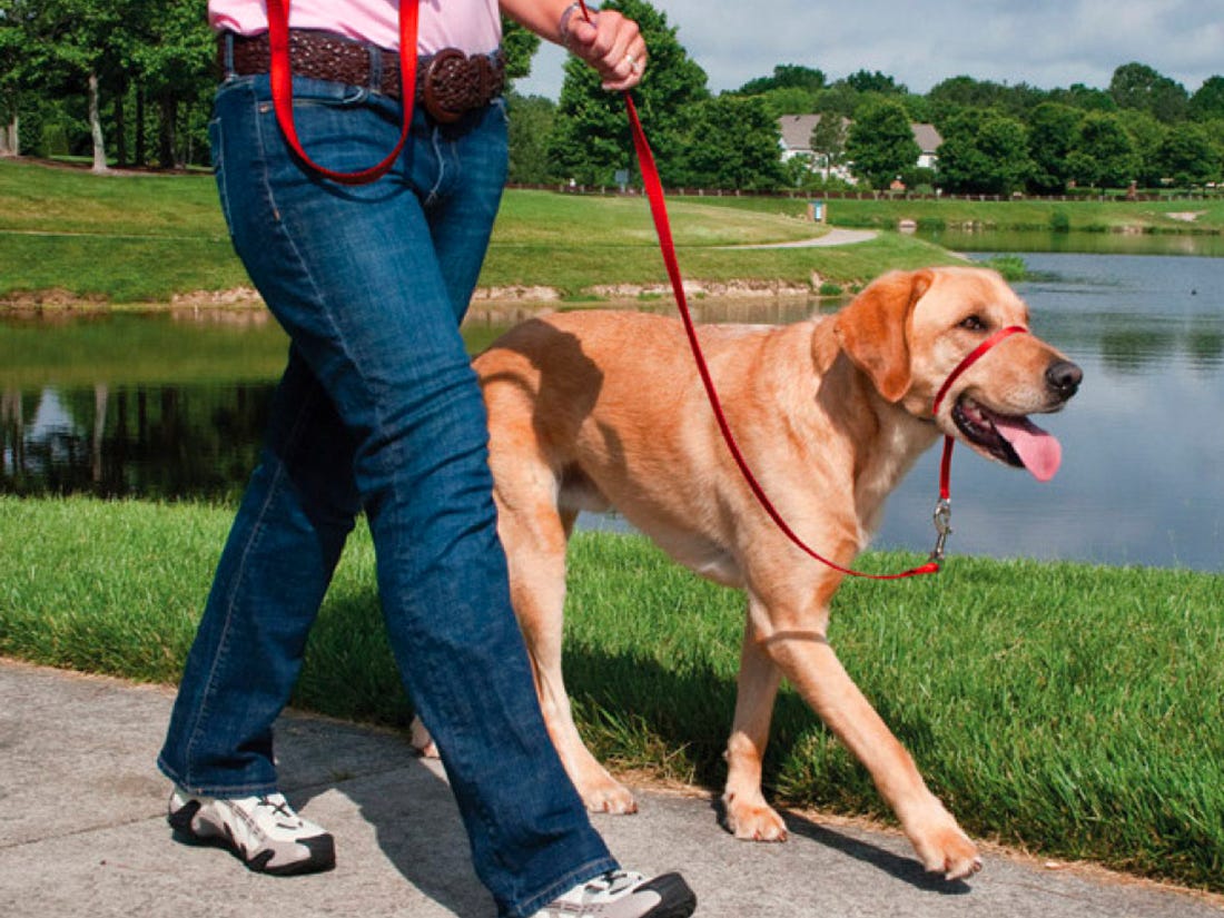 HOW TO TRAIN A DOG TO WALK ON A LEASH