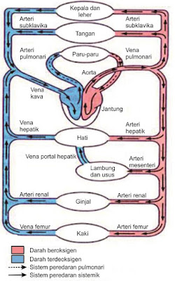 Mekanisme peredaran darah