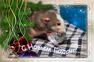 Восхитительная Новогодняя открытка к году мыши и крысы 2024. Бесплатные, красивые живые новогодние открытки в год мыши

