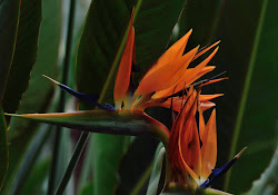 flower paradise bird plant hamilton ontario flowers botanical gardens royal natuur fabriek bloem blad groen strelitzia tropen paradijsvogel fauna landplant