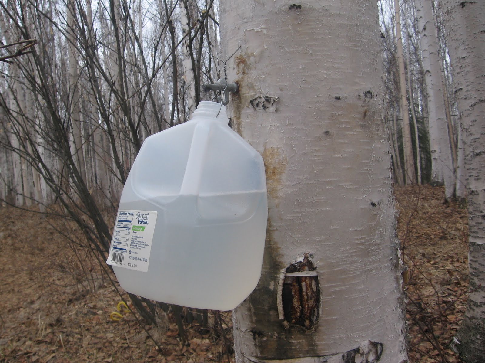 Homemade Alaska Birch Sap Tap With a Plan