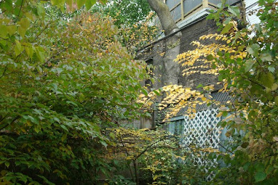 katsuratree and kousa dogwood in autumn by garden muses: a Toronto gardening blog