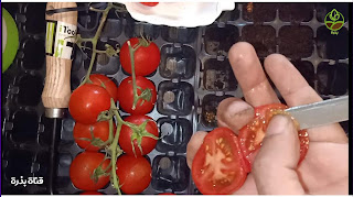 بطريقة سهلة، ازرع طماطم من البذور في بيتك.