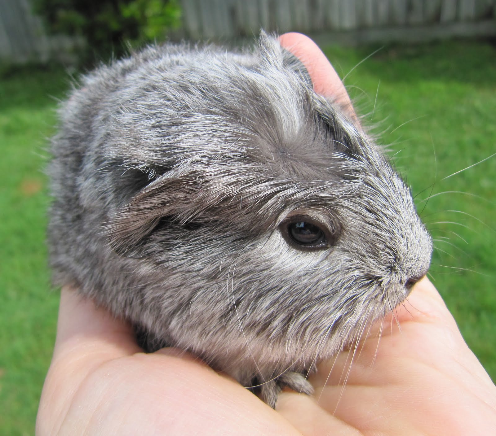 The Inner World of Emma's Bears More real guinea pigs