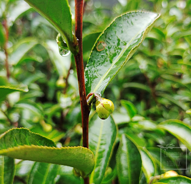 Tarasy herbaciane uprawa herbaty w Chinach krzewy herbaciane jak rosną i wyglądają pielęgnacja uprawa hodowla herbaty w Azji plantacja opis nasiona opuszczona plantacja herbaty w chinach