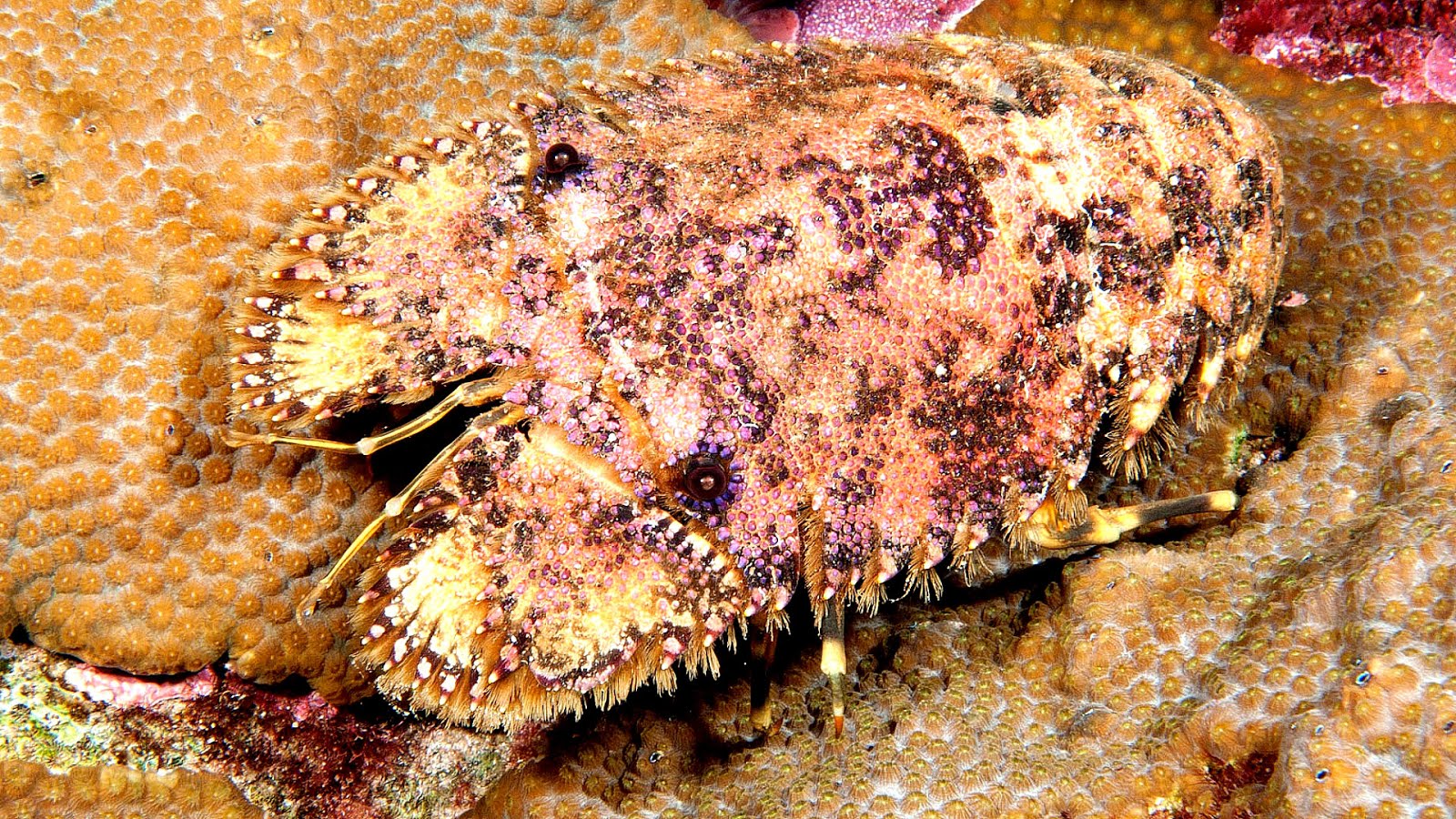 List Of Marine Invertebrates Marine Choices