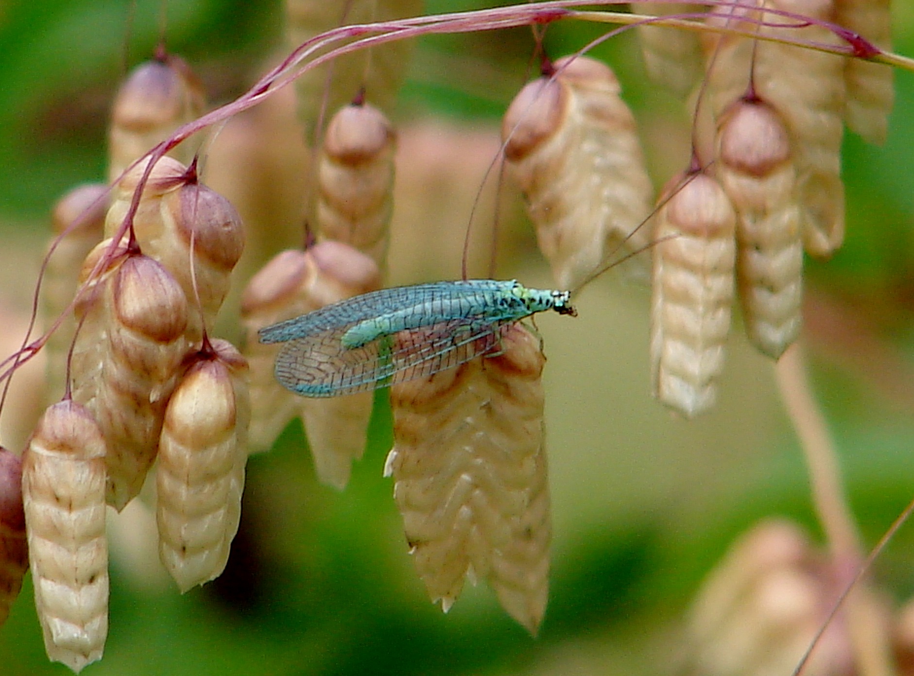 BREATHTAKING Lacewings Neuroptera