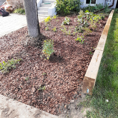 Toronto Fairbank No Lawn Front Garden Installation After by Paul Jung Gardening Services--a Toronto Organic Gardener