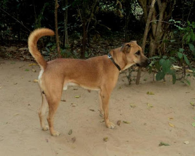 Kombai dog