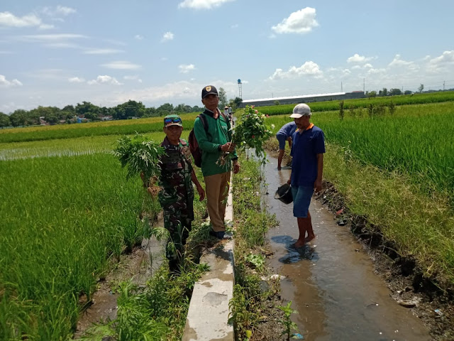 Kurangi Populasi Hama Wereng Babinsa Bersama Kelompok Tani Tanam Bunga Refugia