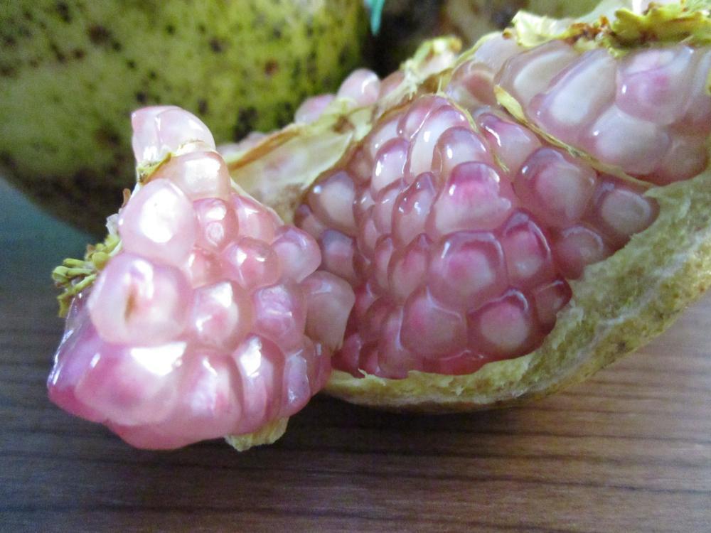 Tanaman Buah Delima Putih Di Lapak Kayyisa Fam Bukalapak