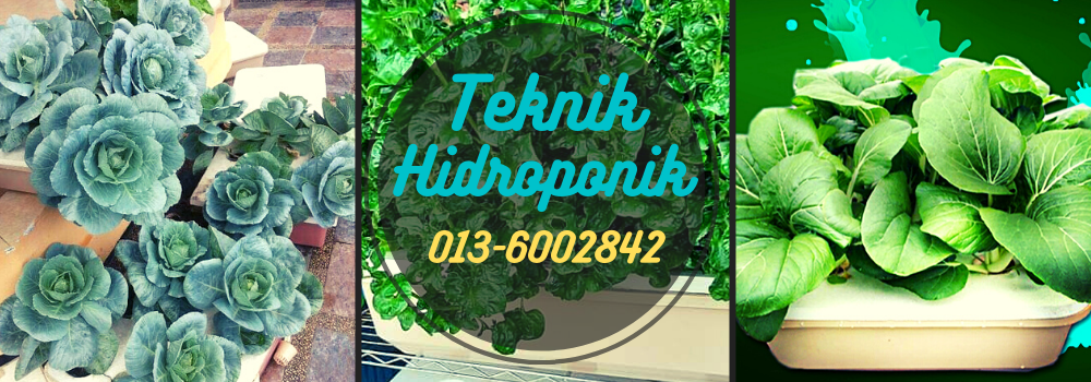 Teknik Hidroponik