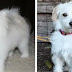 13 Gorgeous Maltese Mixes You Just Have To See