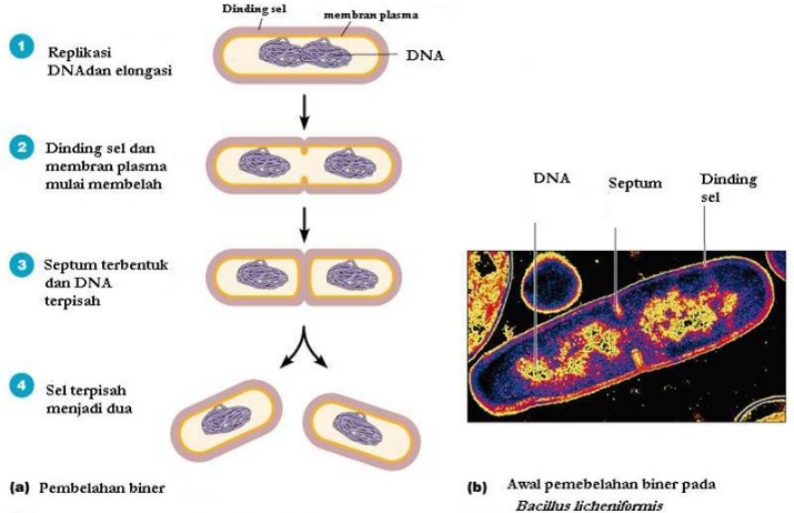 Bakteri Sebagai Contoh Organisme Prokariotik; Ciriciri