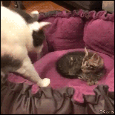 Funny Cat GIF • Big shameless cat lying on little kitten. “What are you doing Big bro?” Funny Cat GIF • Big shameless cat lying on little kitten. “What are you doing Big bro?”