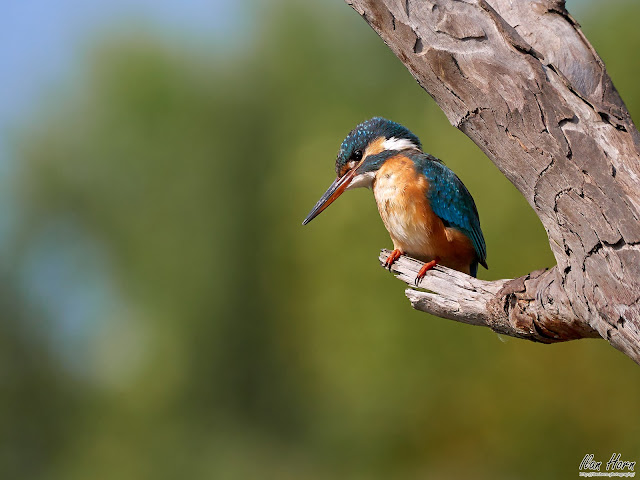 Kingfisher on a Tree