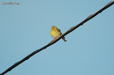 Gafarró (Serinus serinus)