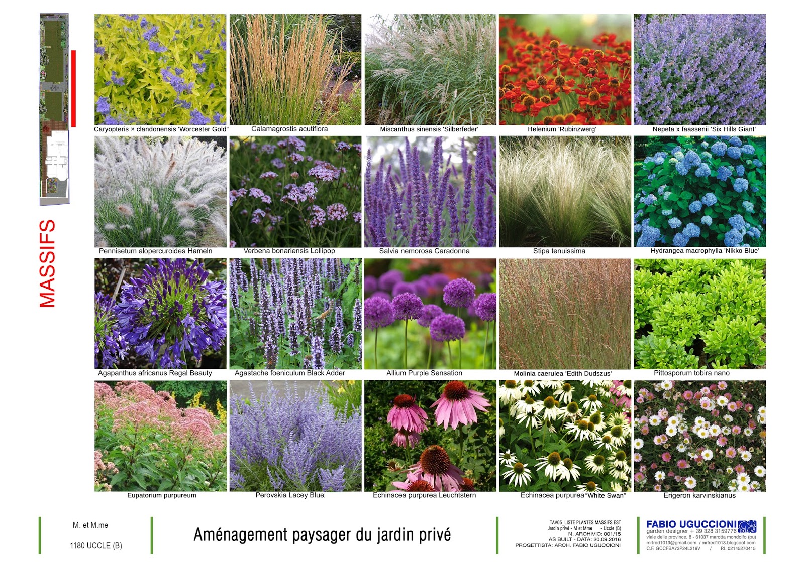 Bougainvillea Glabra Variegata Plants Bougainvillea Garden