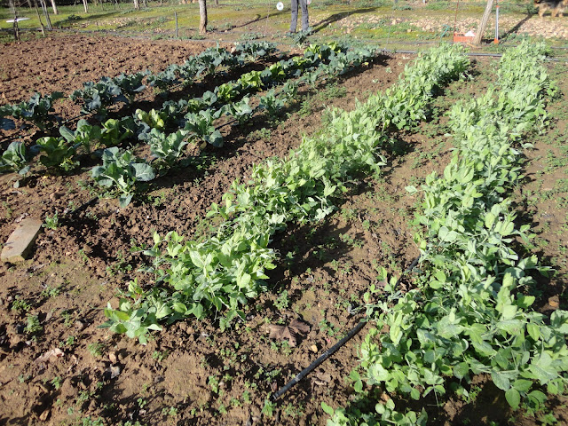 TIRABEQUES EN LA HUERTA