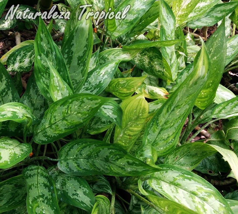 Las majestuosas Aglonemas, género Aglaonema