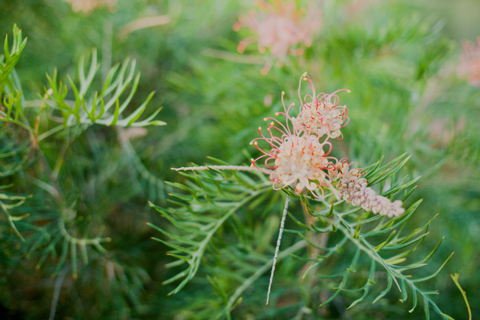 australian native australian native flower