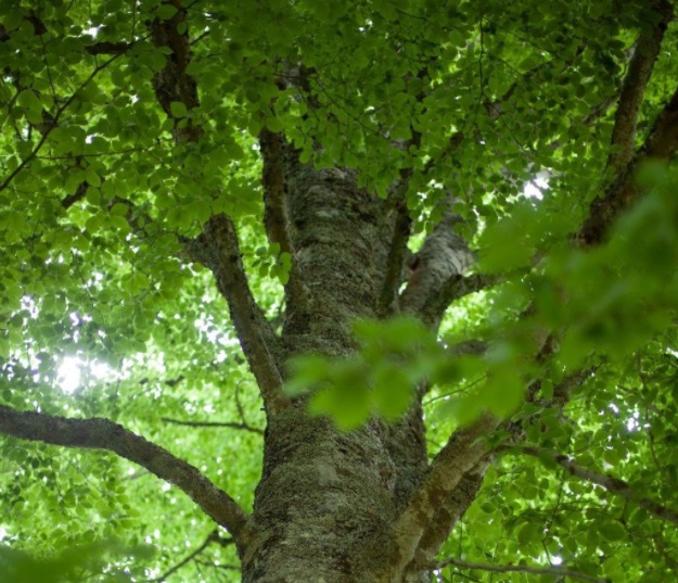 Poda y Arboles