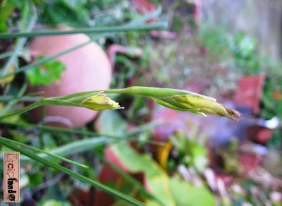 bocciolo Ixia