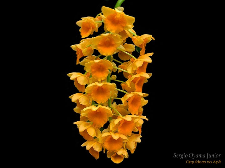 Orquídeas no Apê: Orquídea Dendrobium densiflorum