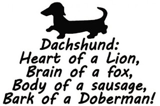 funny dachshund quotes