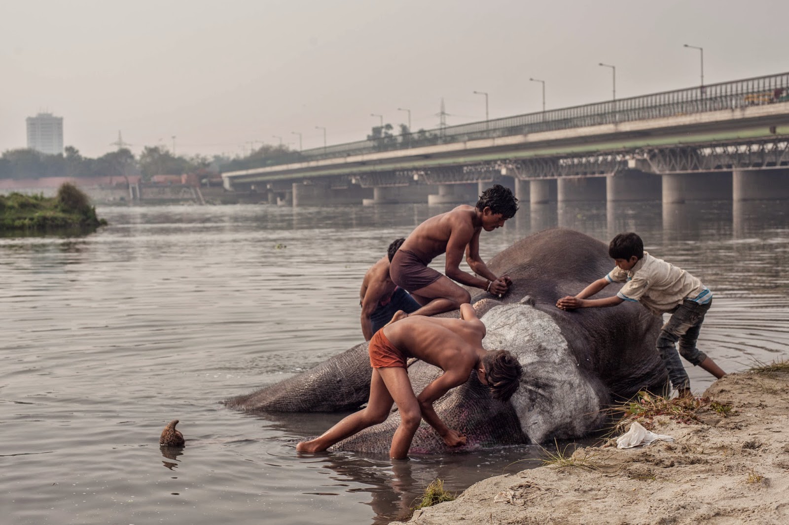 шокирующая азия 4. шокирующая азия 4. шокирующая азия фильм 1976. шокирующая азия 4. шокирующая азия 2 фильм 1985.
