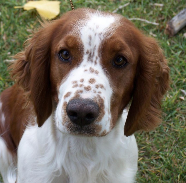Oldest Living Springer Spaniel 2025