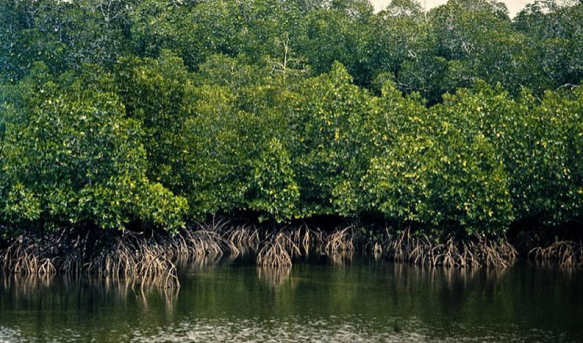 Beberapa Fungsi Dan Manfaat Hutan Mangrove Pusat Bio Pendidikan