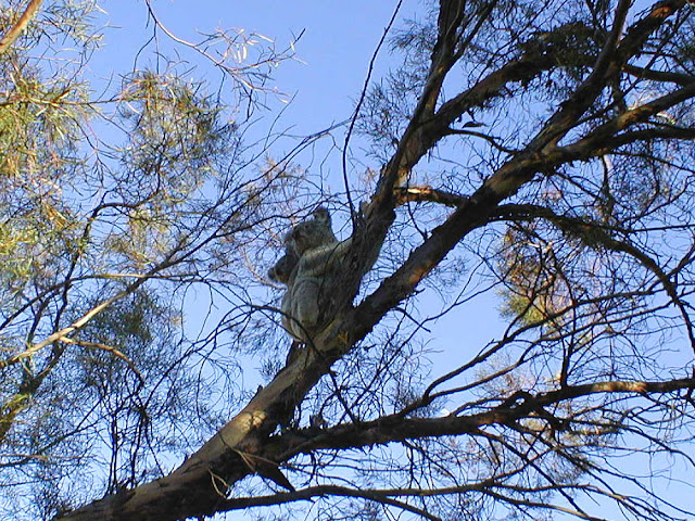 Koala mother and baby in a Melaleuca tree in a garden, Pittsworth, Queensland, Australia. Photographed by Susan Walter. Tour the Loire Valley with a classic car and a private guide.