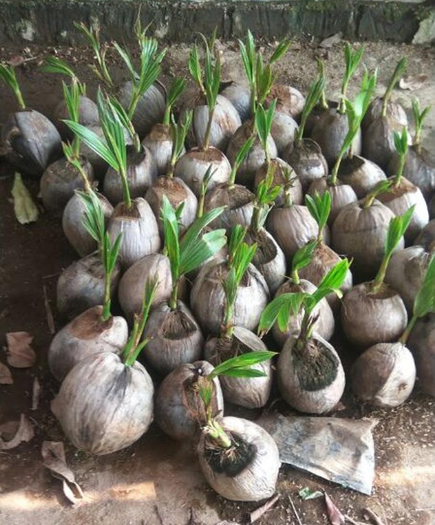 bibit kelapa genjah entog ori entok asli valid Tidore Kepulauan