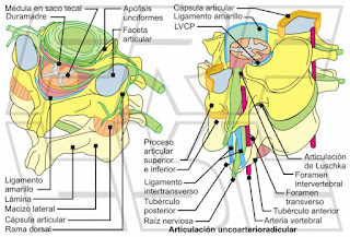 Anatomia neural de la columna cervical