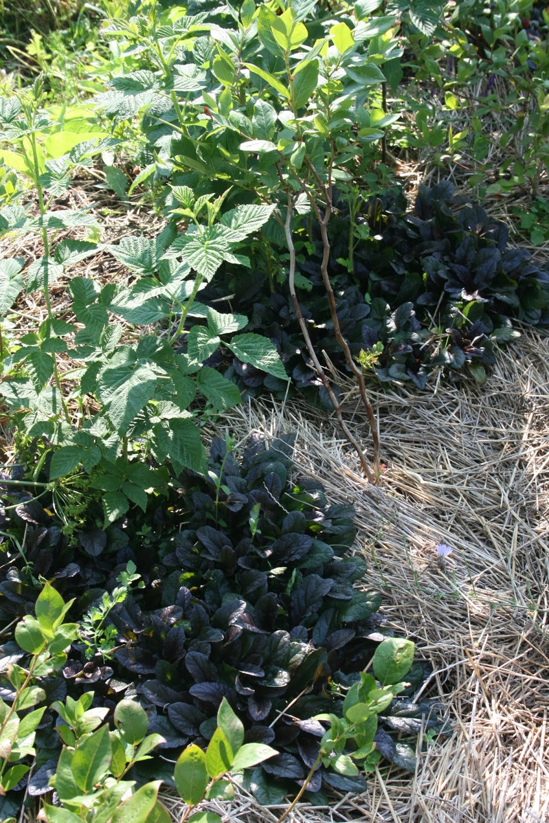 The Outlaw Gardener Mahonia Gracilipes Is My Favorite Plant