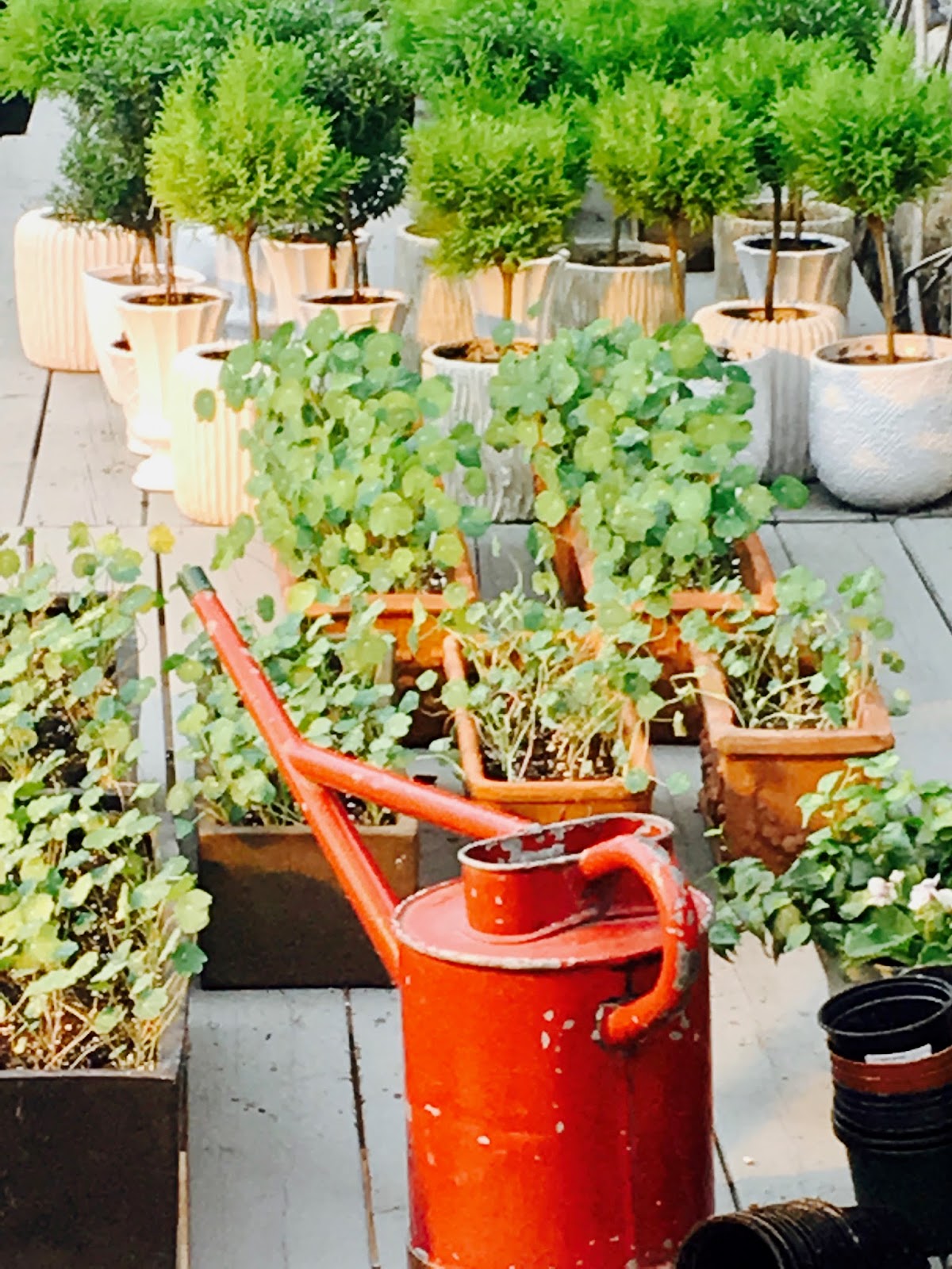 Mop Philosophy Winter Gardens at Langdon Hall