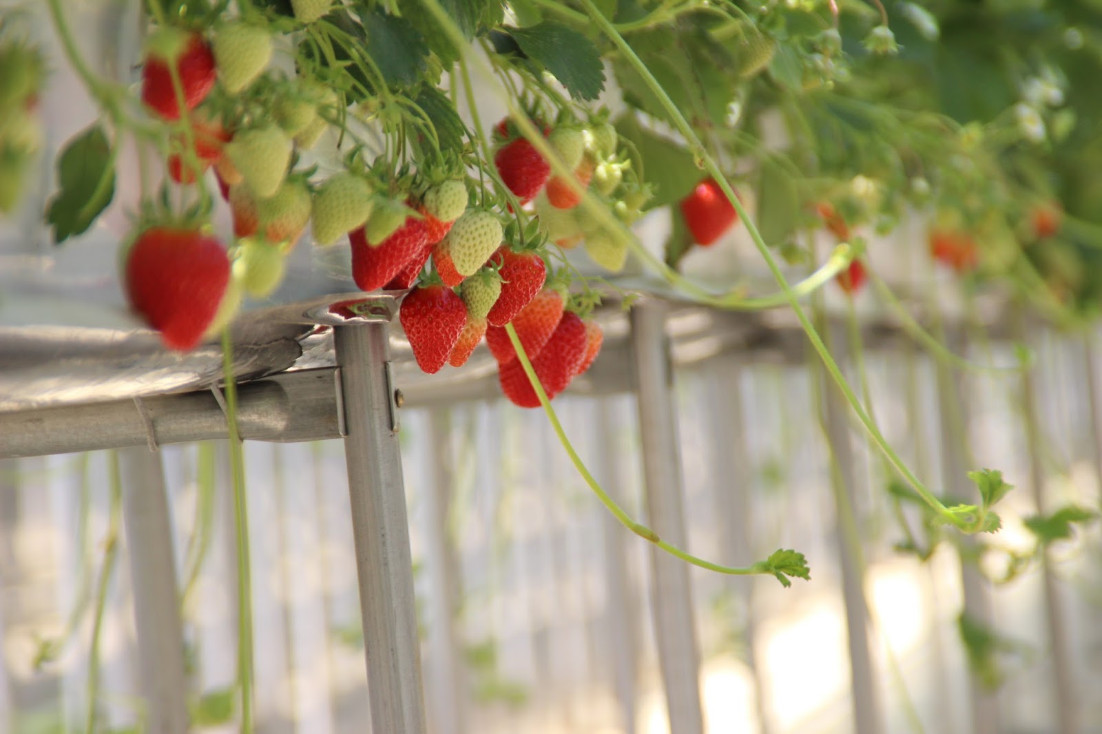 Korean Farming Experience Tours One Day Harvest Programs in Daegu