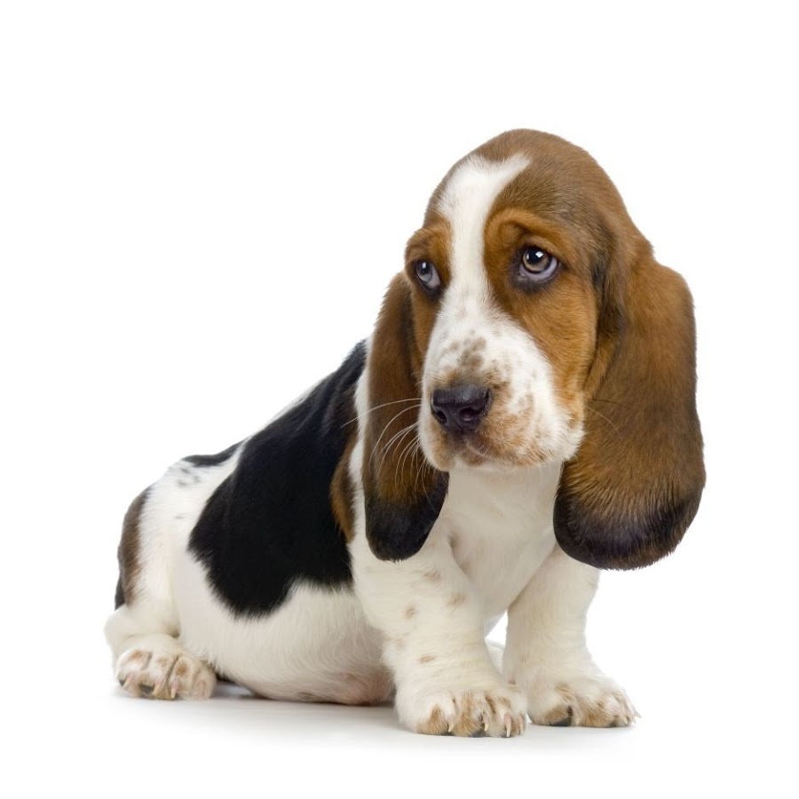 perro