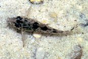 Jenis Ikan Corydoras diphyes