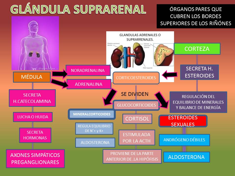 BLOG DE FISIOLOGIA SUSAN KARELY LOPEZ OROPEZA enero 2015 BLOG DE FISIOLOGIA SUSAN KARELY LOPEZ OROPEZA enero 2015