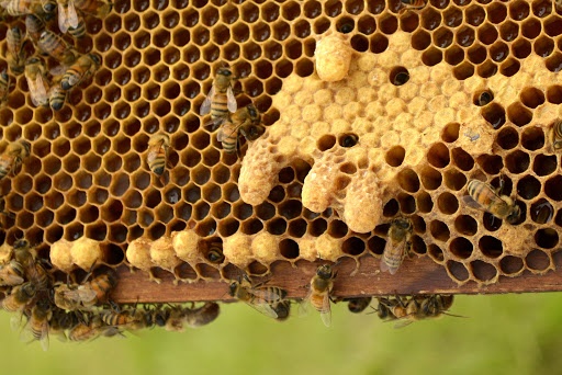 Посилення популяції бджіл