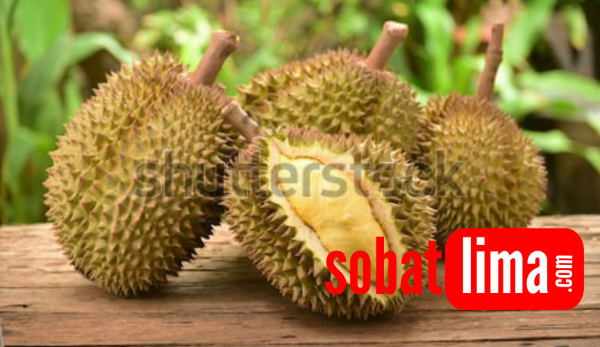 Cara Memilih Durian Duren Yang Bagus Tebal Manis Dan Tidak Busuk Sobat Lima Cara Memilih Durian Duren Yang Bagus Tebal Manis Dan Tidak Busuk Sobat Lima